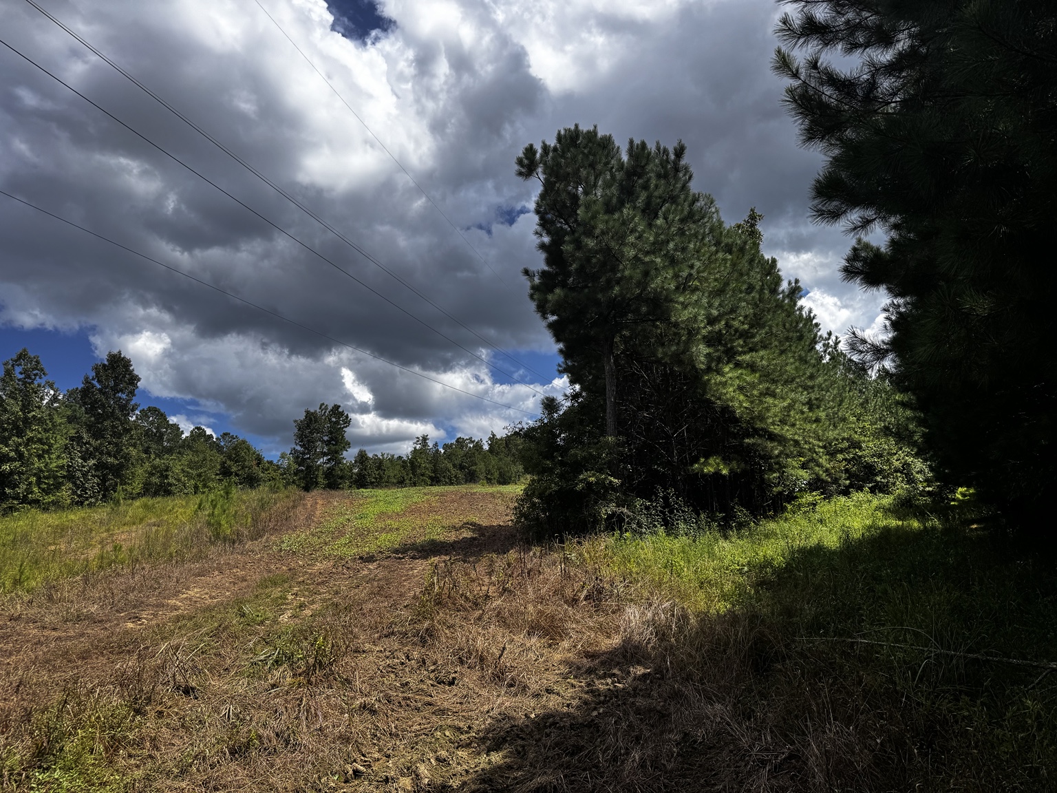 172 acre Westover Alabama conservation easement tract